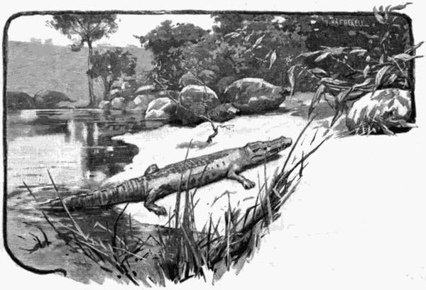 AN ALLIGATOR POOL