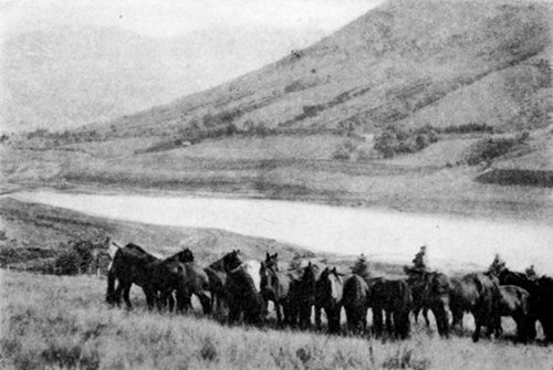 HERD OF WELSH MOUNTAIN PONIES GRAZING
  Brecon, Wales