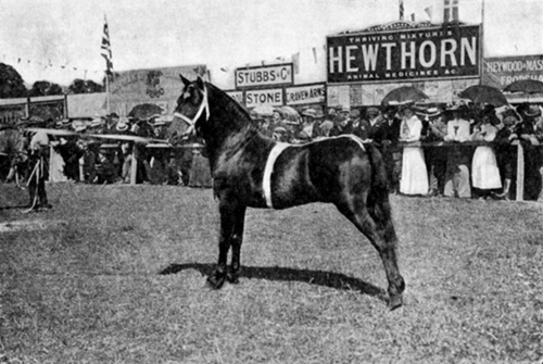 IMPORTED WELSH STALLION RAINBOW
  Winner of many prizes in England and Wales. Under twelve hands