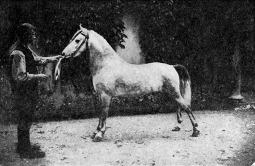 MY LORD PEMBROKE WHEN THREE YEARS OLD
  Taken at Shrewsbury, England