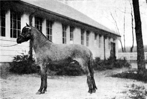 LONGMYND POLLOX
  Imported Welsh Pony. Twelve hands