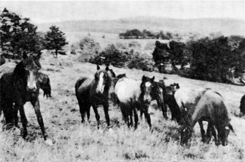 FOREST LODGE PASTURES
  Brecon