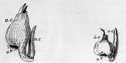 Colchicum.
o. c. old corm; n. c.
new growth; o. r.
old roots.
