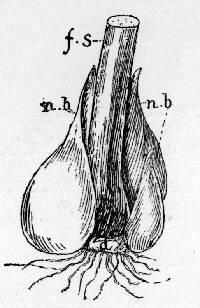 Tulip.
d. disc of old bulb; f. s. flower and
leaf-stalk which have eaten up old bulb; n. b.
new bulb and offsets.