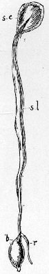 Tulip
Seedling.
b. young bulb;
r. first root;
s. l. seed leaf;
s. c. seed-coat.