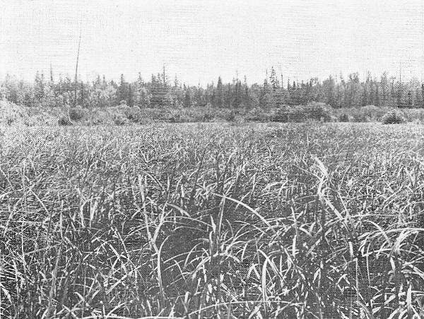 Fig. 2. Tall-sedge habitat in a beaver meadow on the
west side of Gogebic Lake, Ontonagon County. September 1, 1920.