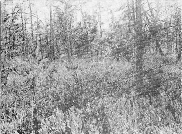Fig. 1. Leather leaf bog invaded by tamaracks, Ontonagon
River near Cisco Lake. August 3, 1920.