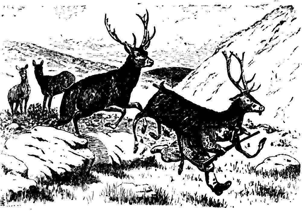 the stag nearly finished him