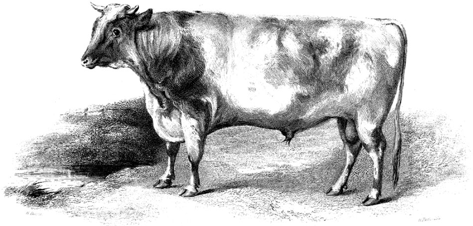 A First Prize Short Horned Bull
