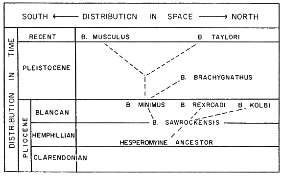 The Project Gutenberg eBook of Speciation And Evolution Of The  