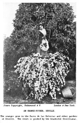 An orange-picker, Seville