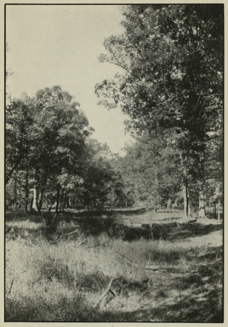 Braddock’s Road
in the Woods near Farmington, Pennsylvania