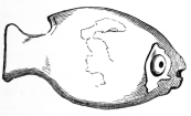 Fig. 35.—Fish-shaped Vase of Red Terra-cotta. Egyptian.
(British Museum.)