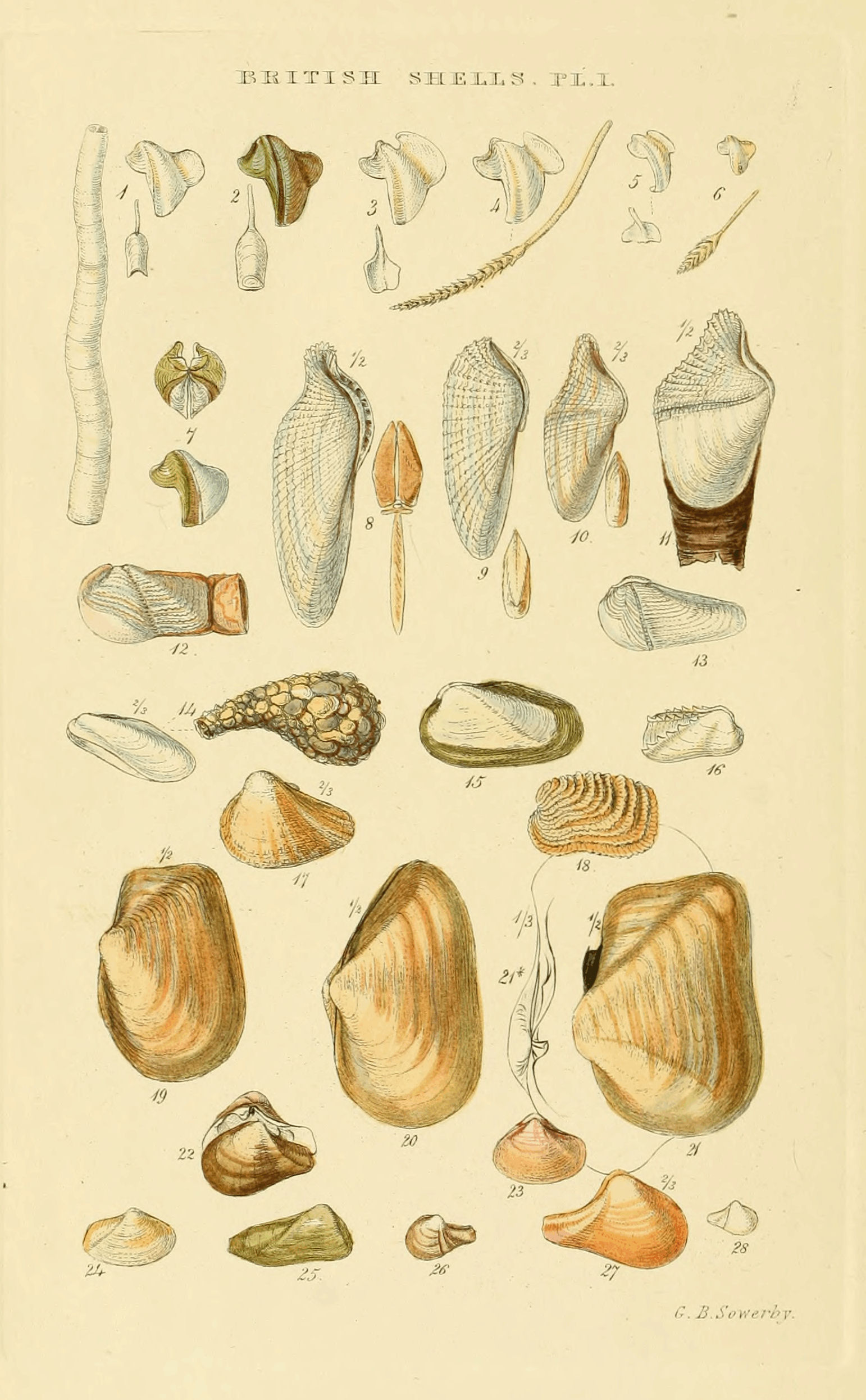 Plate I