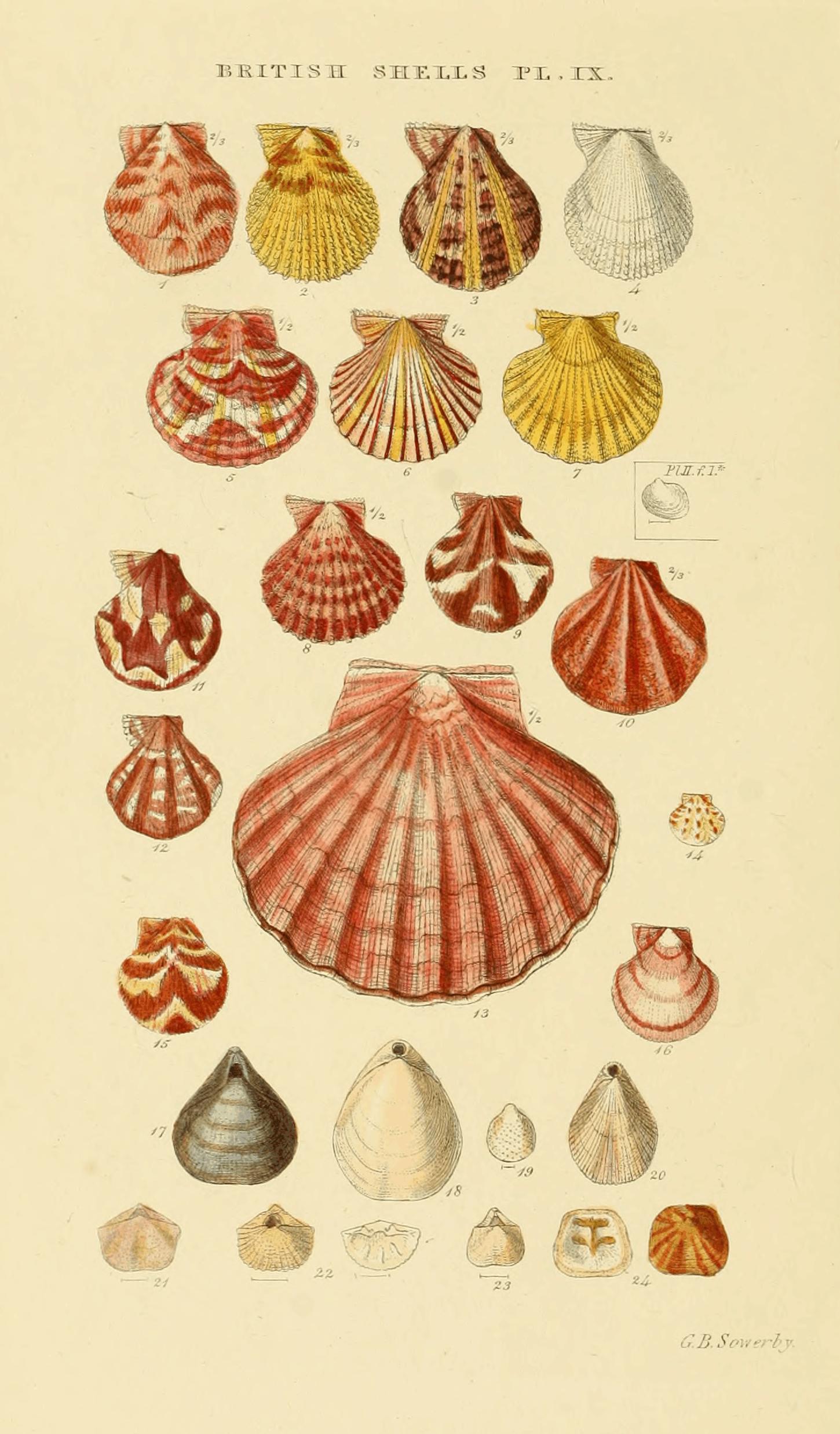 Plate IX