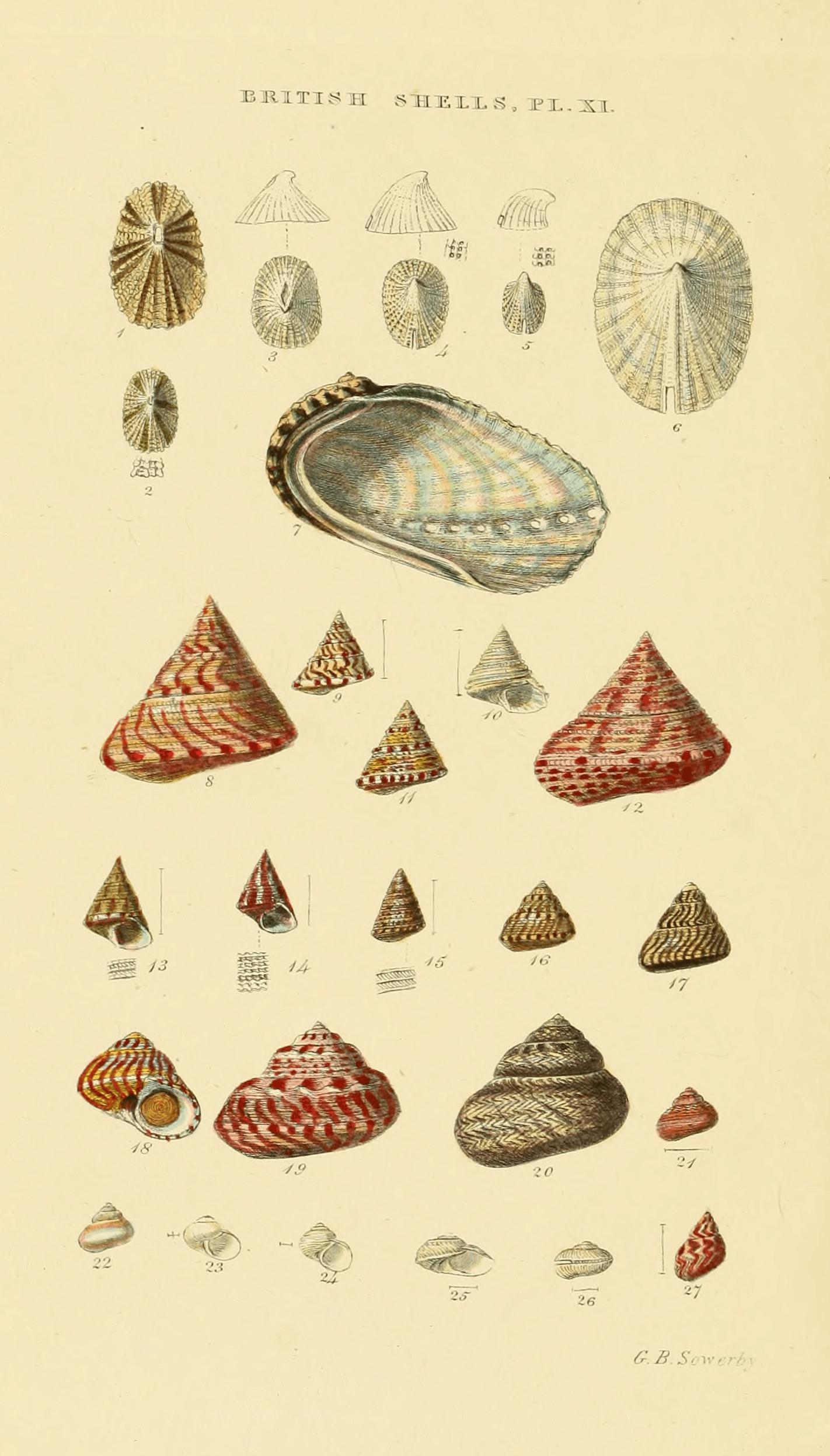 Plate XI