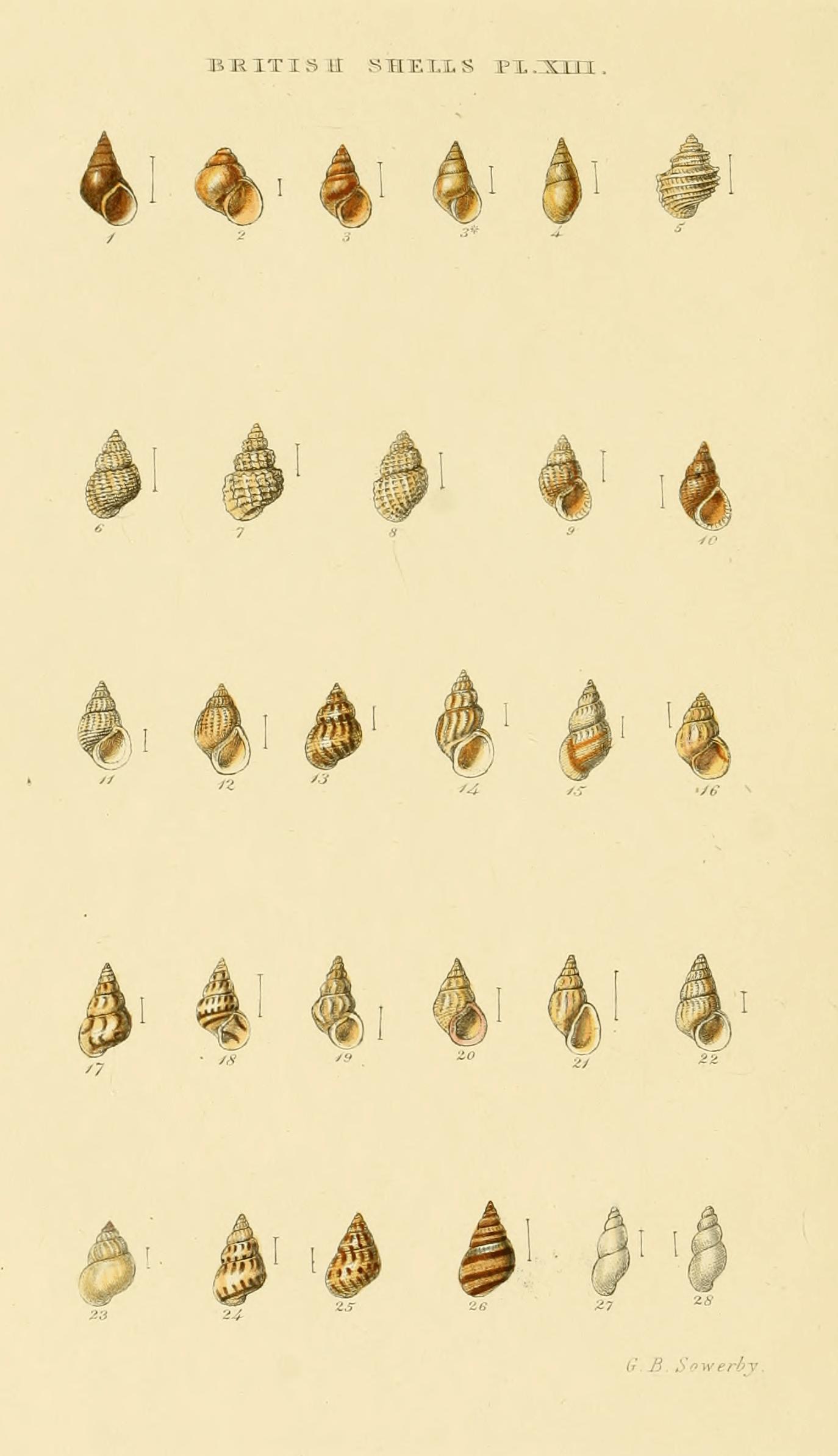 Plate XIII