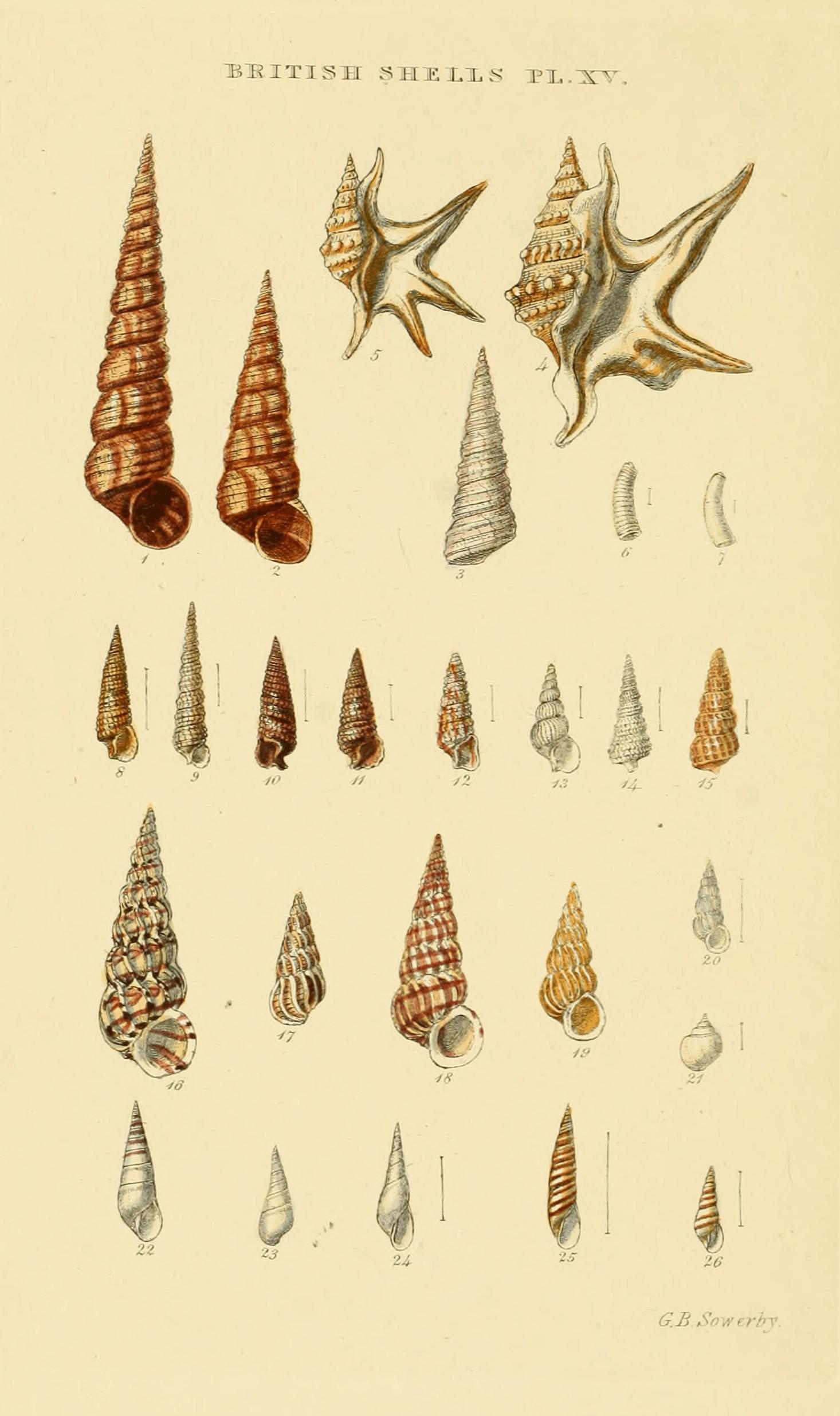 Plate XV