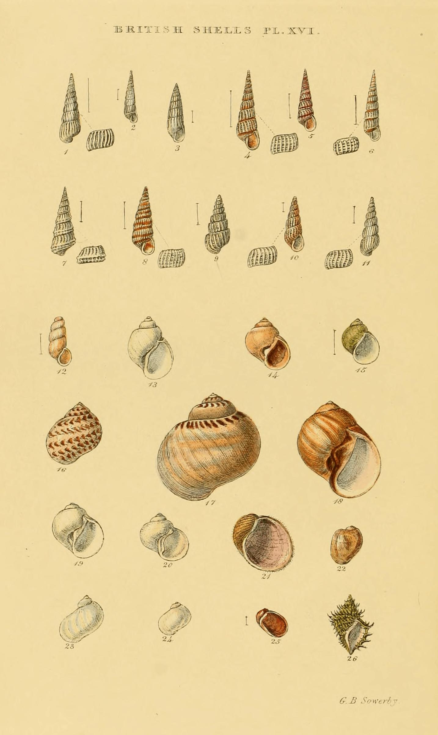 Plate XVI