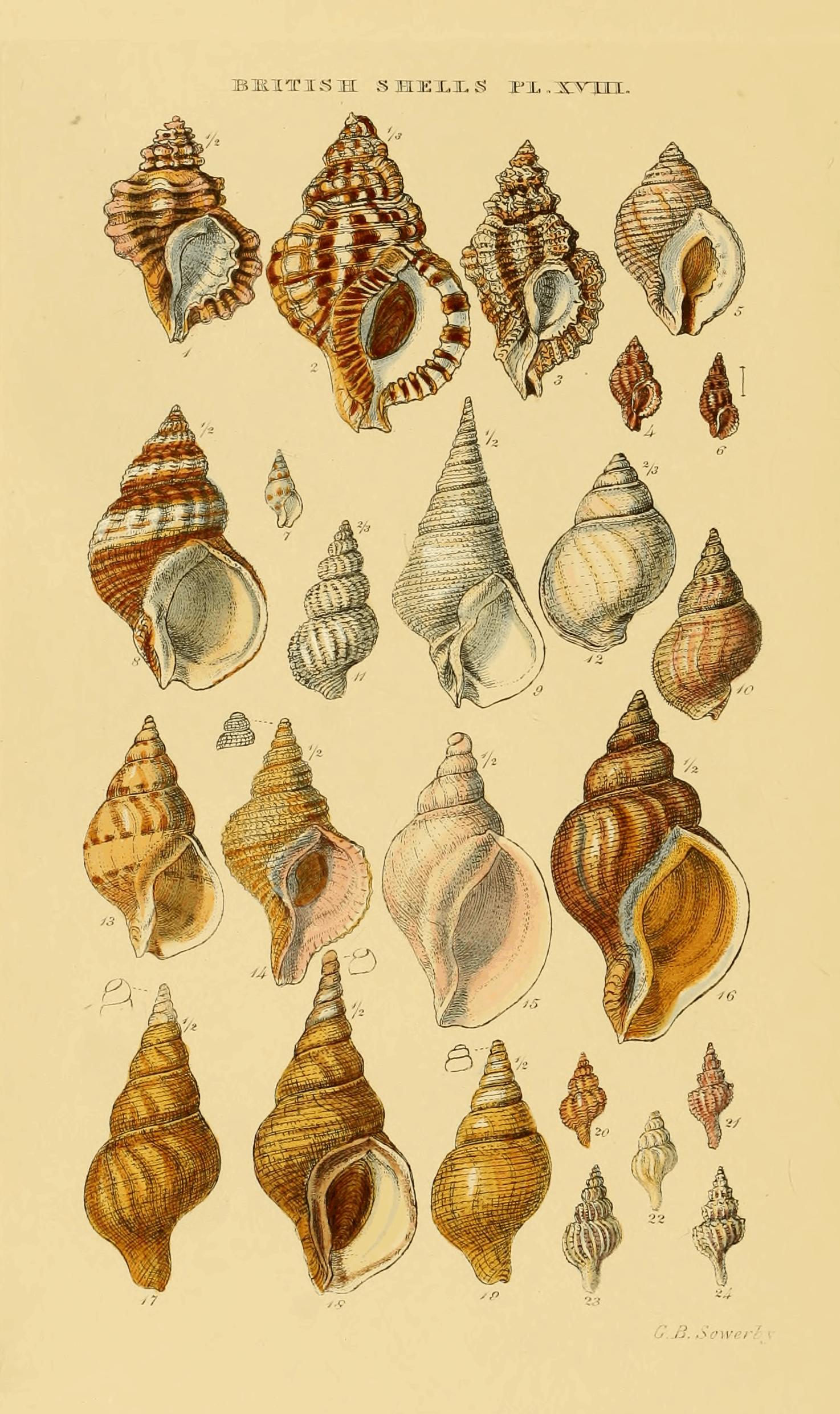 Plate XVIII