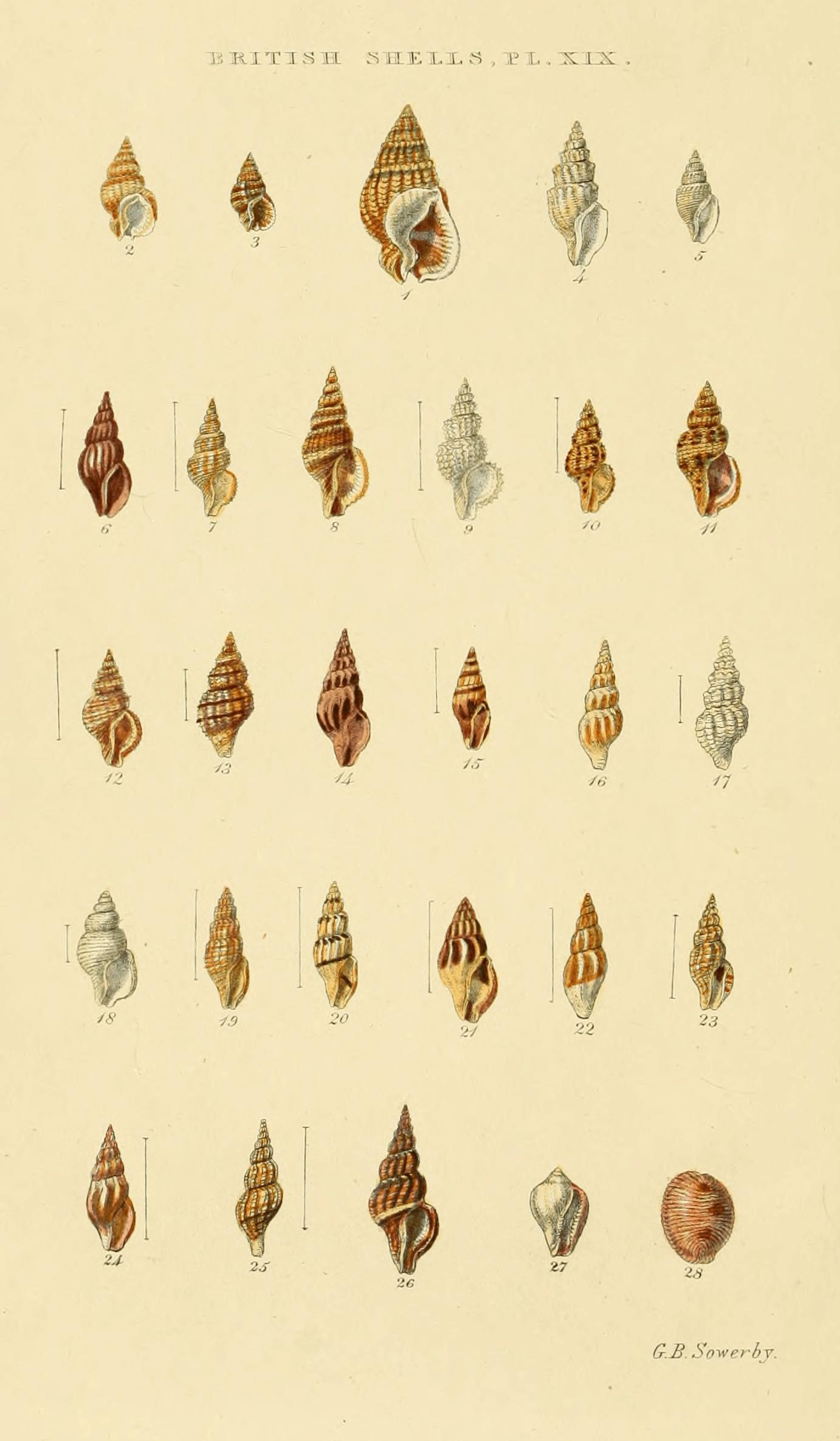 Plate XIX