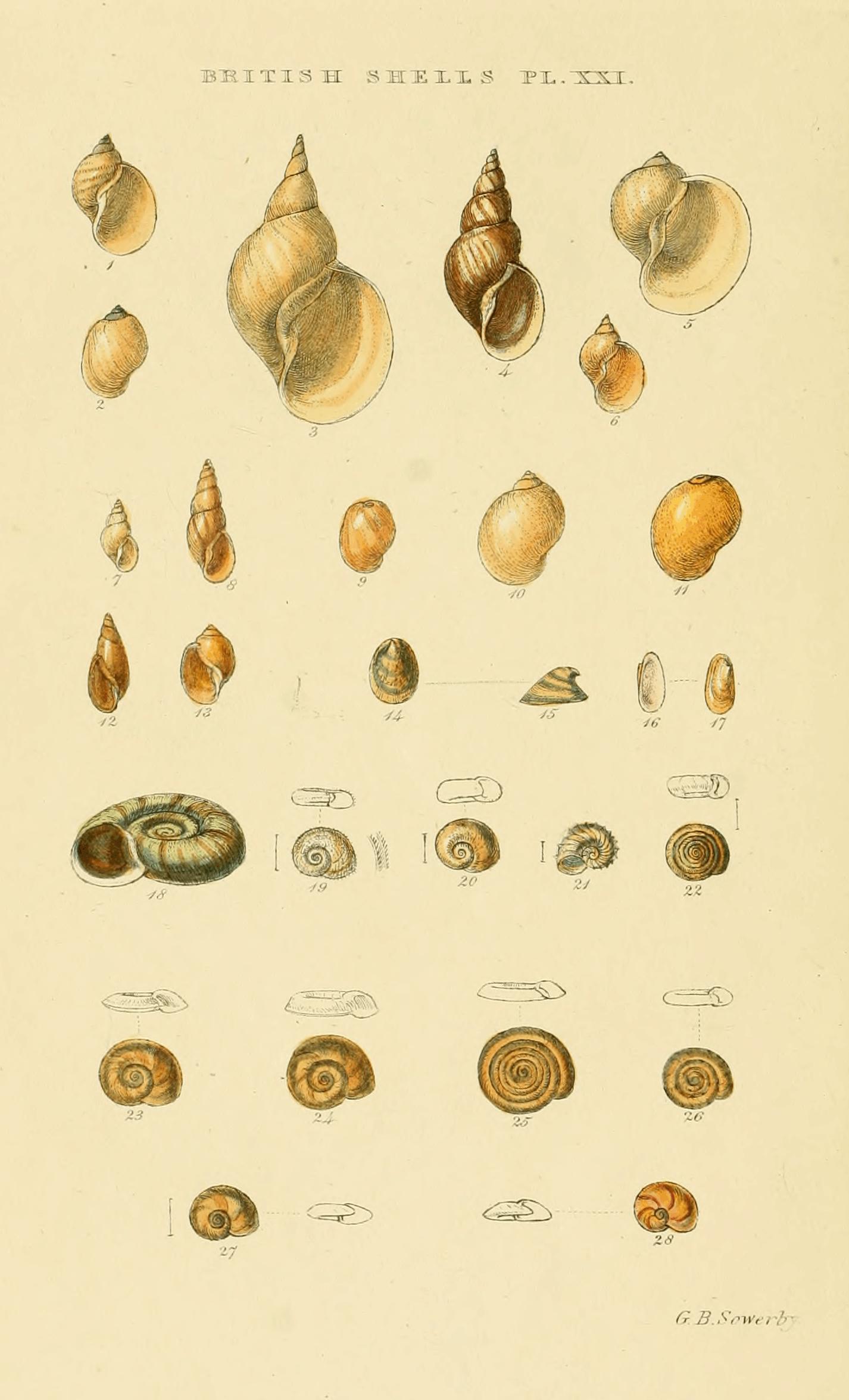 Plate XXI