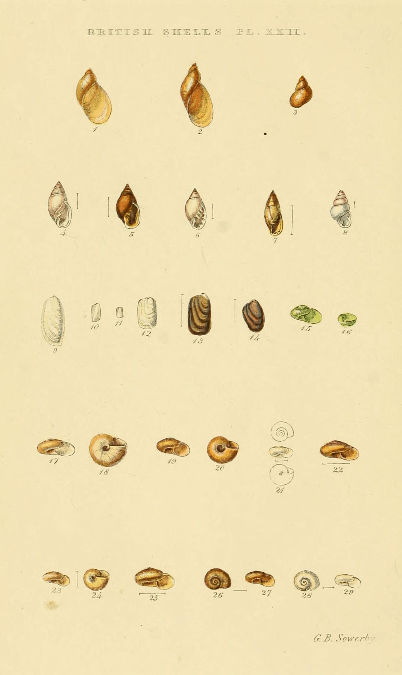 Plate XXII