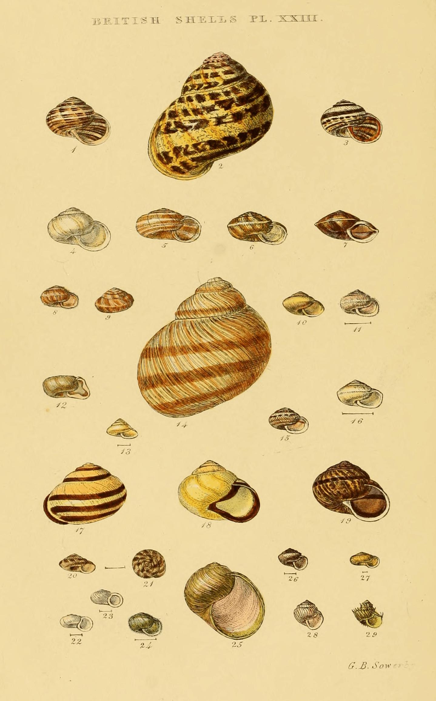 Plate XXIII