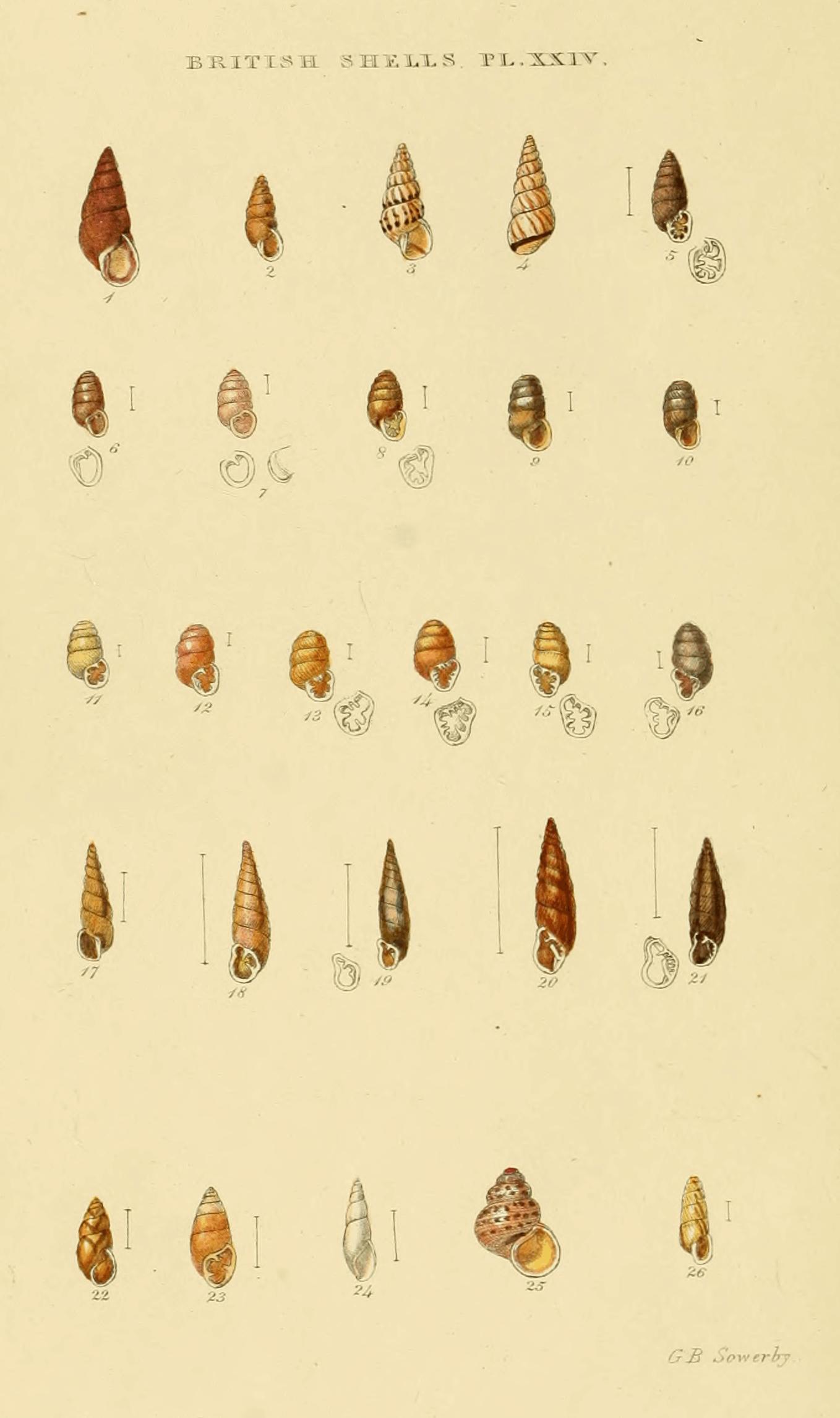 Plate XXIV