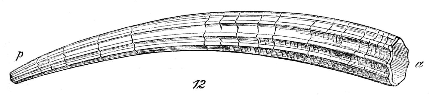 Fig. 12.