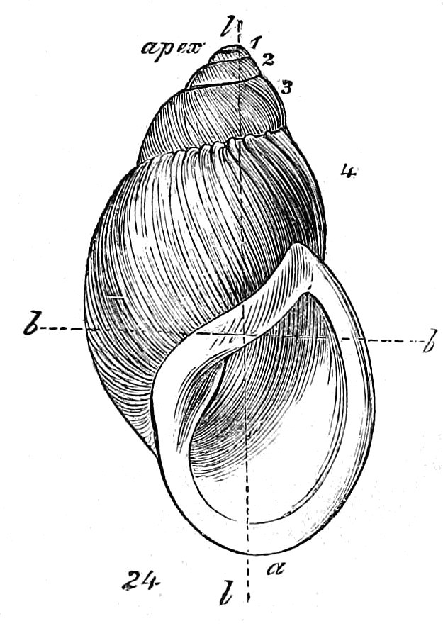 Fig. 24.