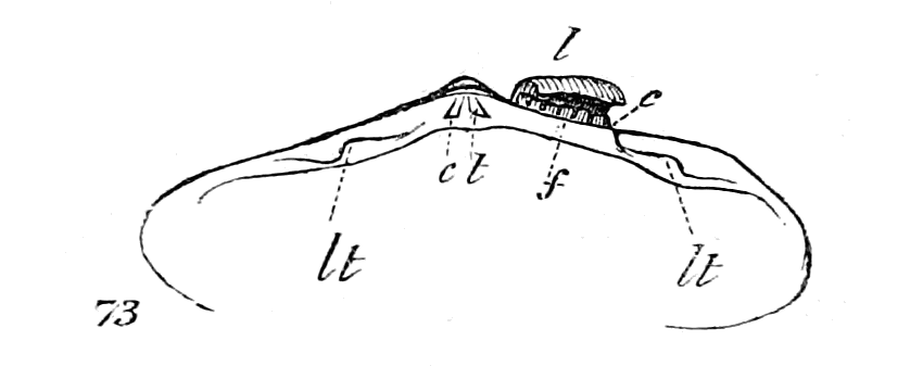 Fig. 73.
