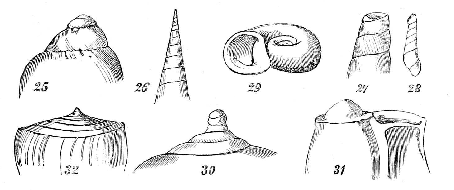 Figs. 25-32.