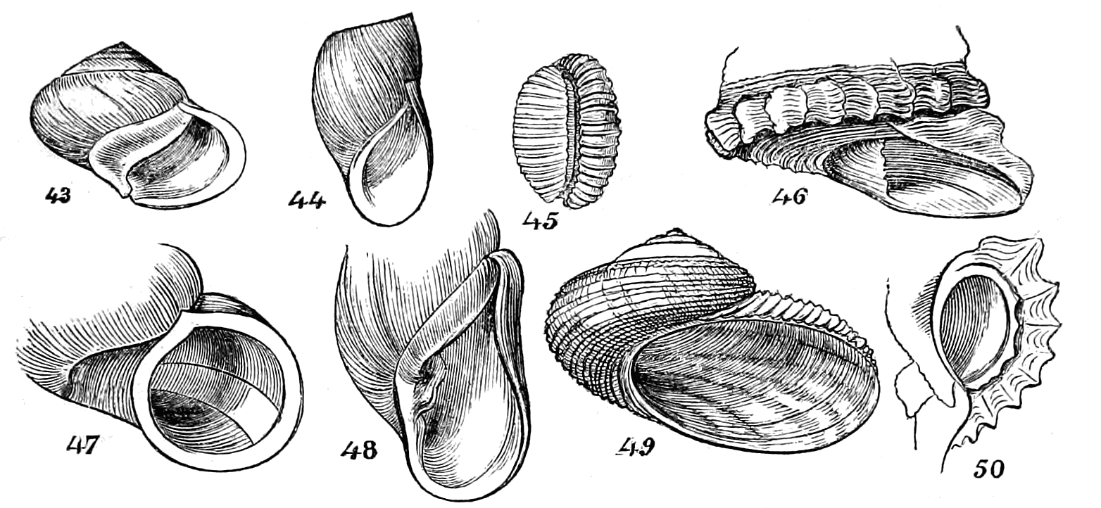 Figs. 43-50.
