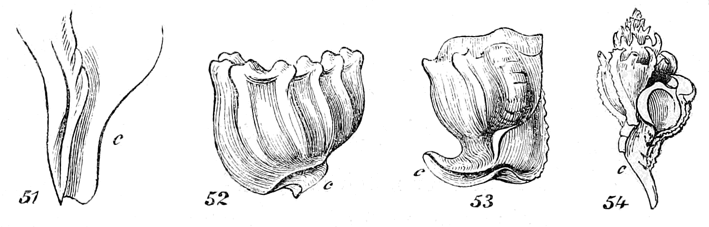 Figs. 51-54.