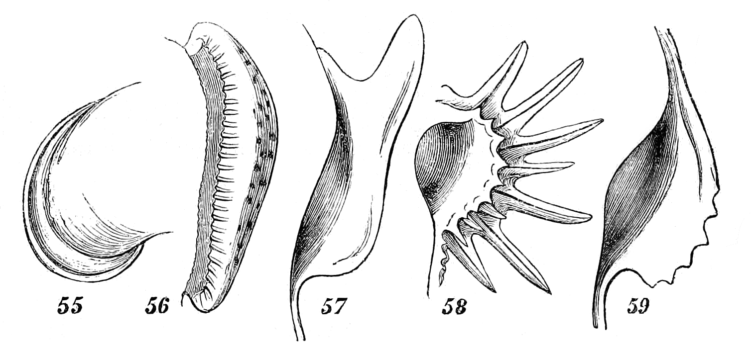 Figs. 55-59.