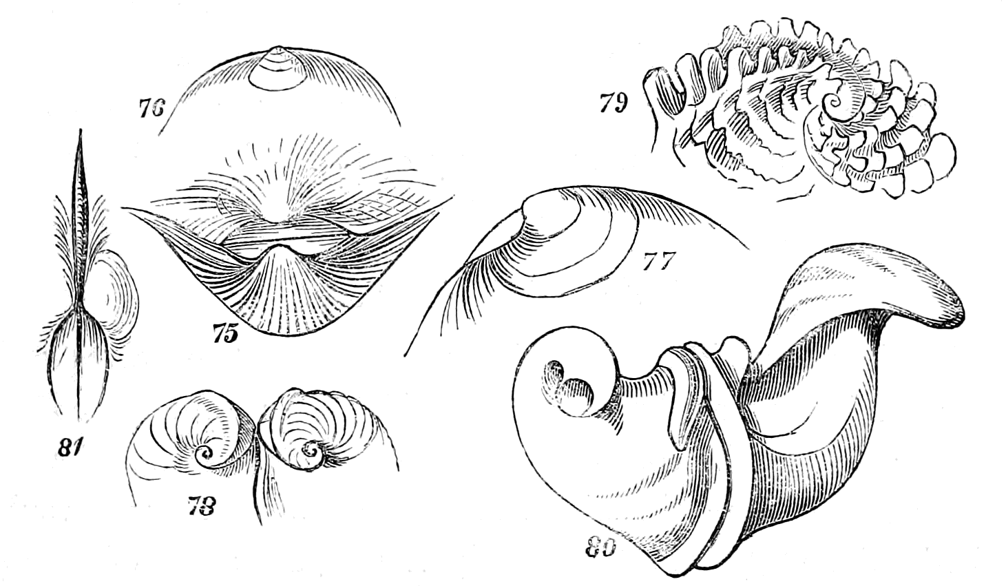 Figs. 75-81.