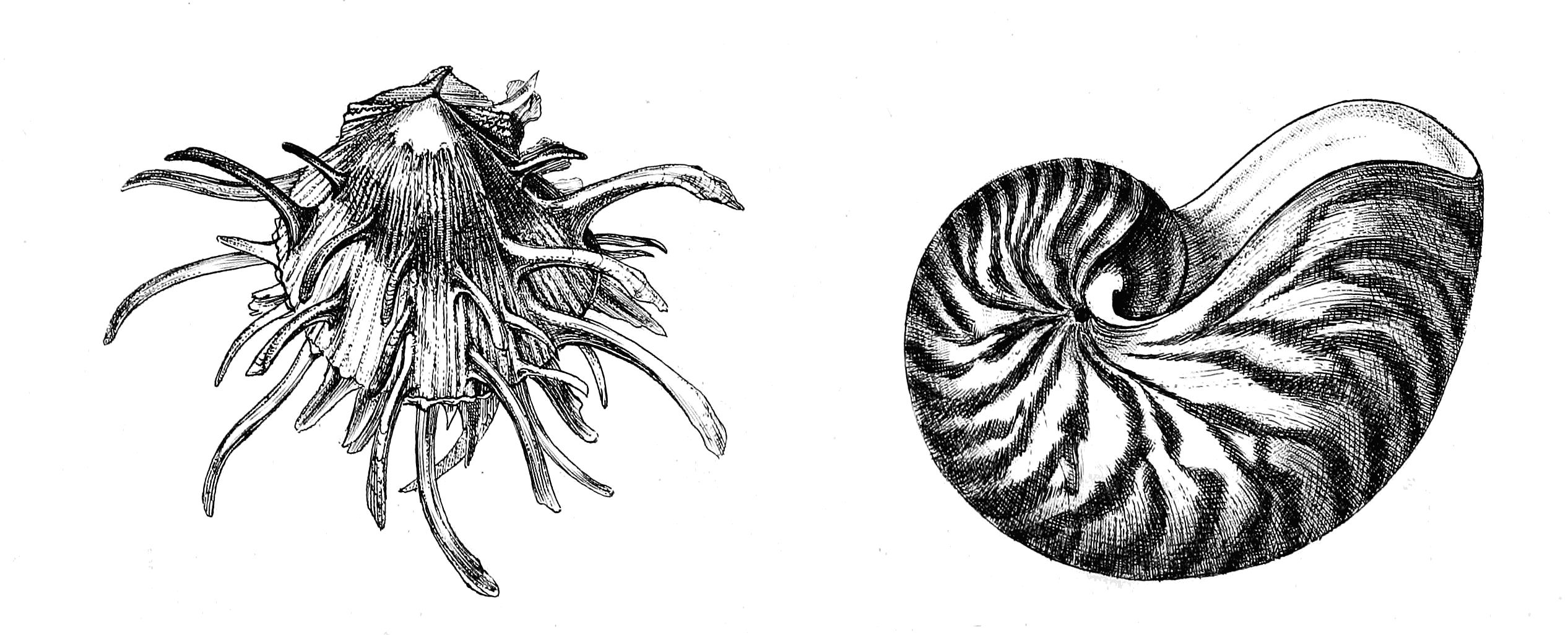 Frontispiece