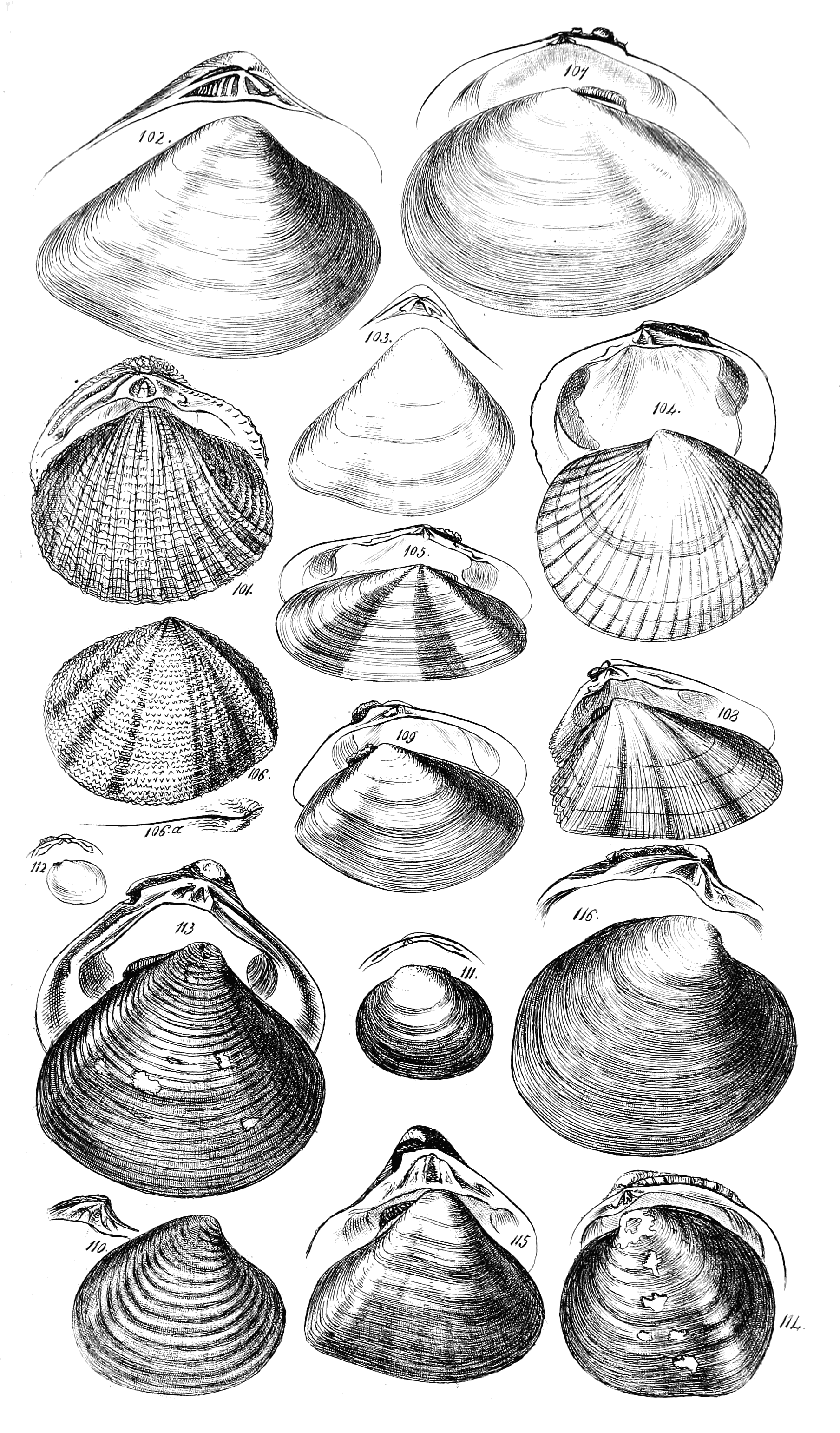 Fig. 101 to 116.