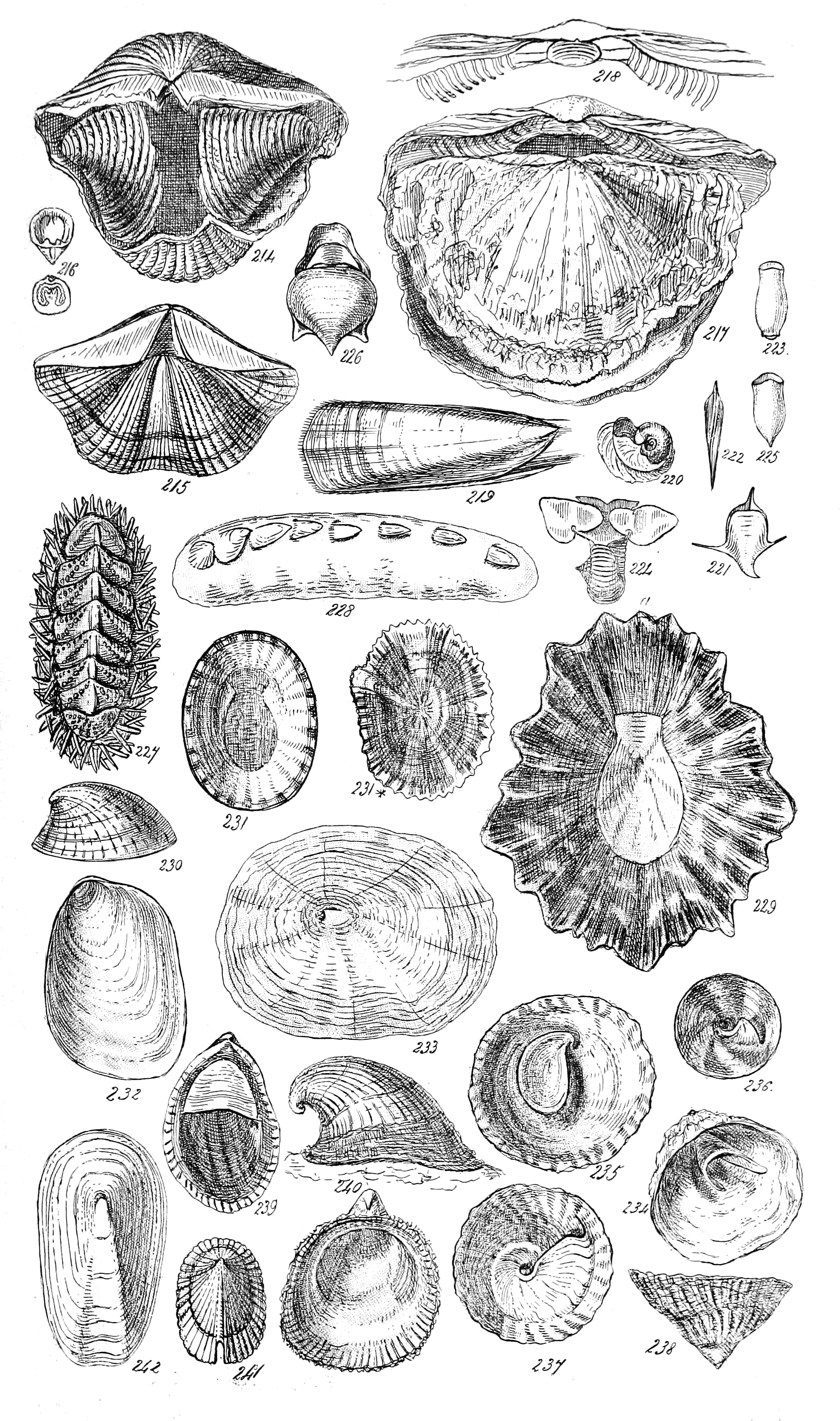 Fig. 214 to 242.
