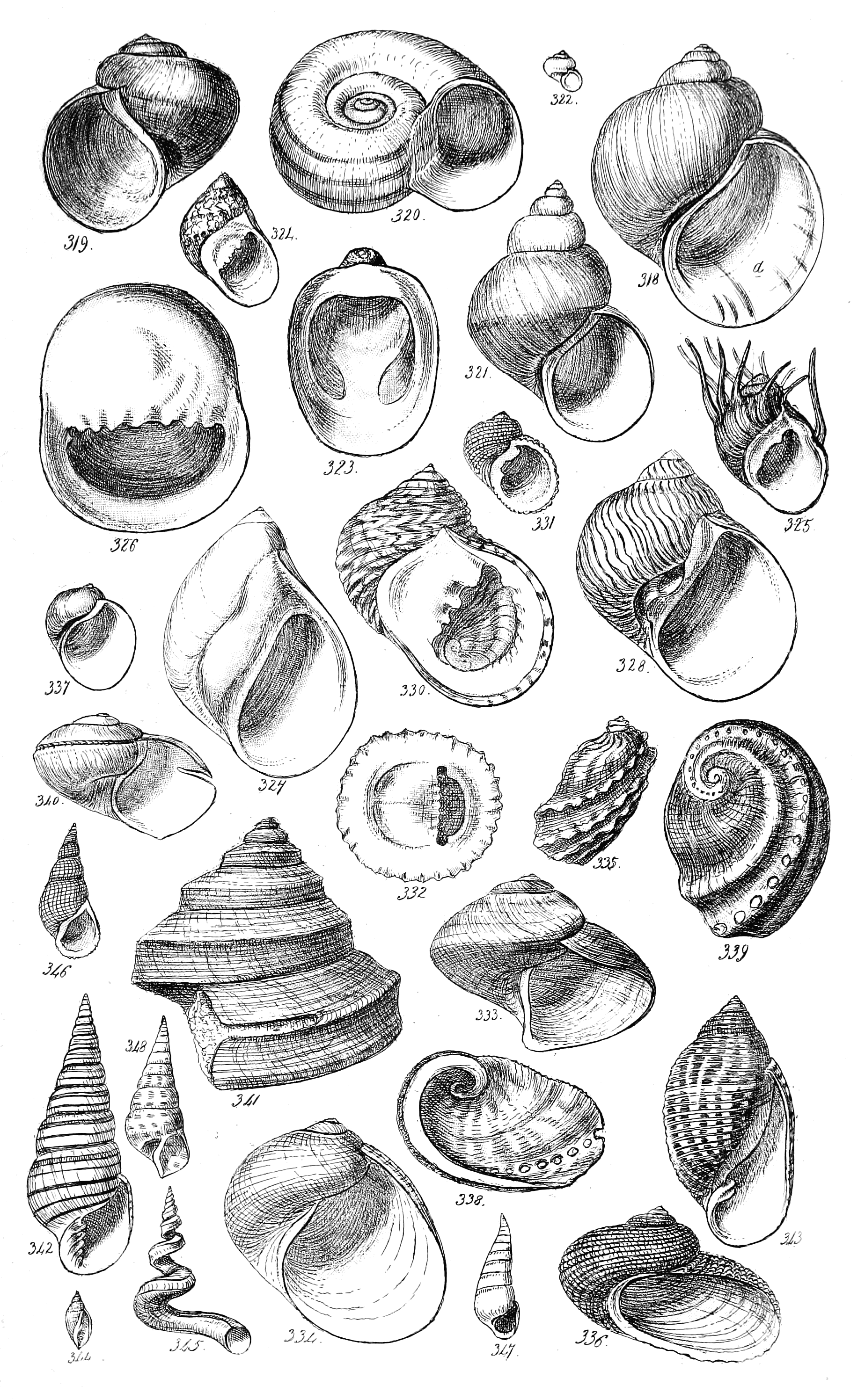 Fig. 318 to 348.