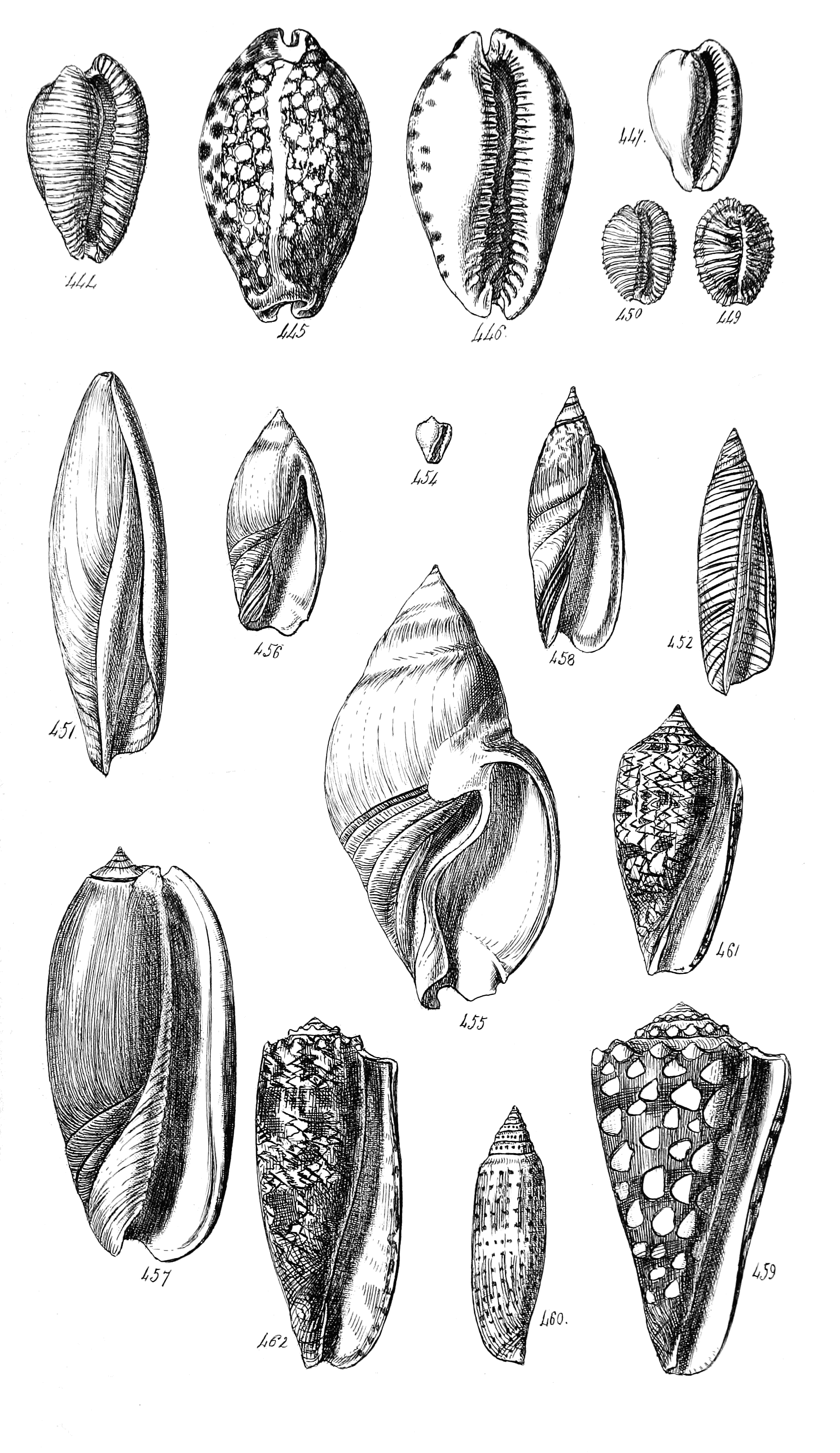 Fig. 444 to 462.