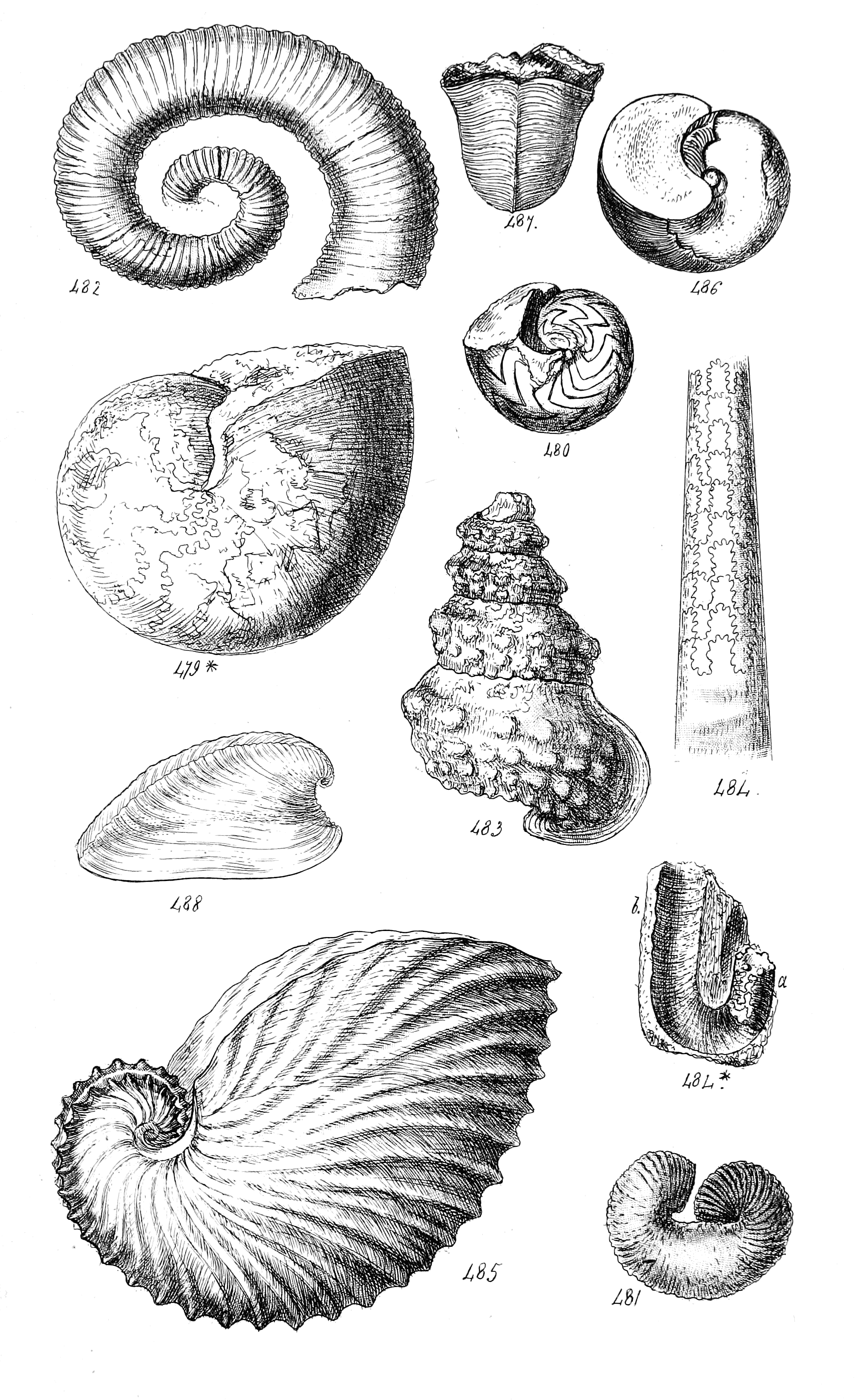 Fig. 479* to 488.
