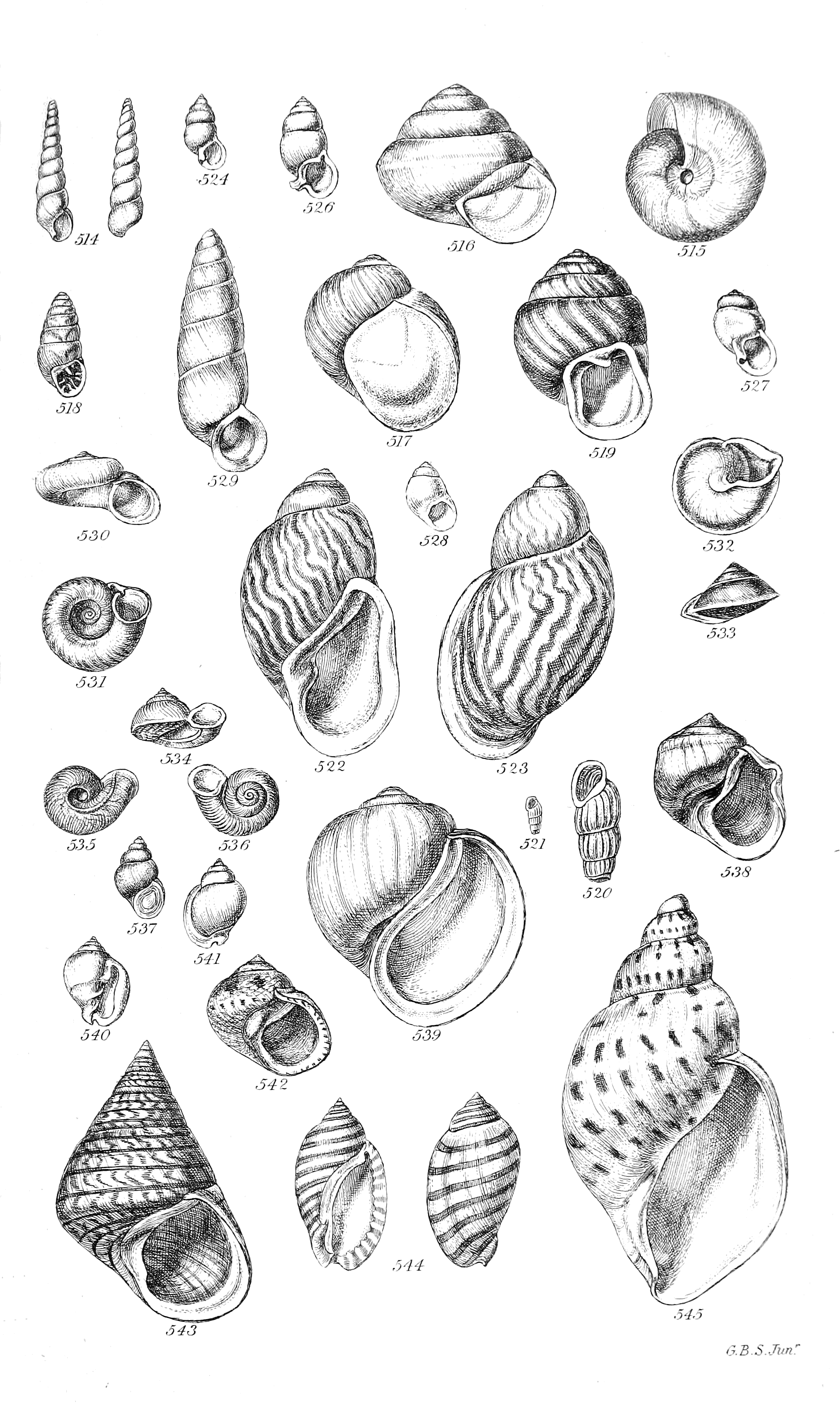 Fig. 514 to 545.