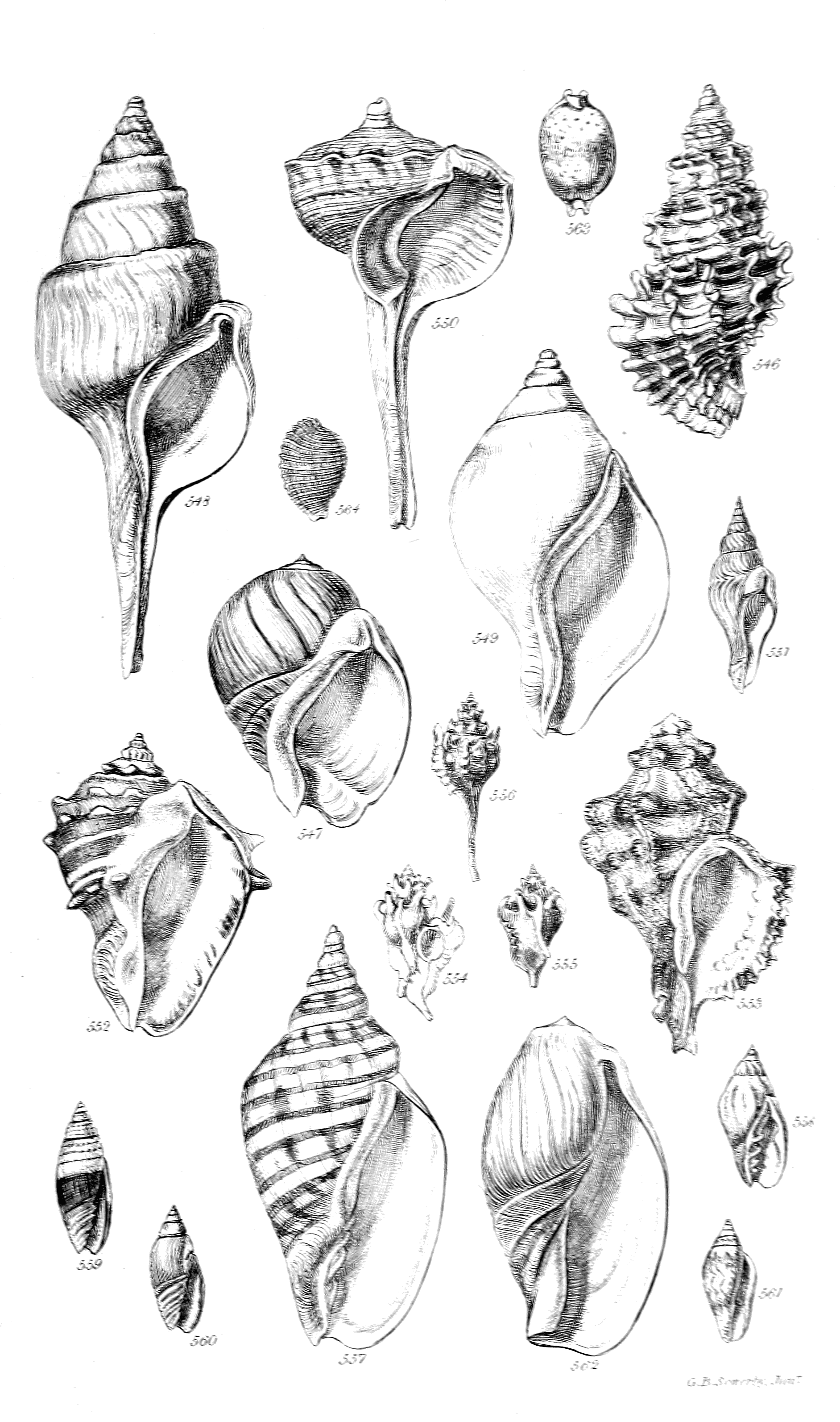 Fig. 546 to 564.