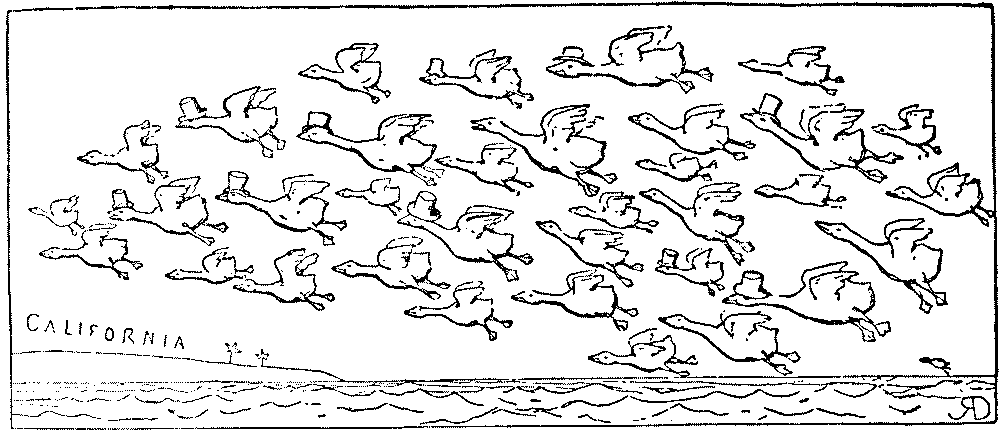Flock of  geese flying towards California.
