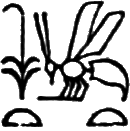 glyph