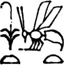 glyph