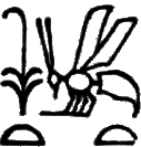 glyph