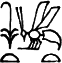 glyph